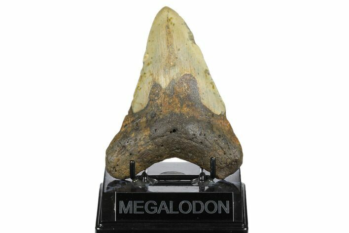 Fossil Megalodon Tooth - North Carolina #183324